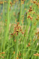 Preview: Seesimse - Scirpus lacustris